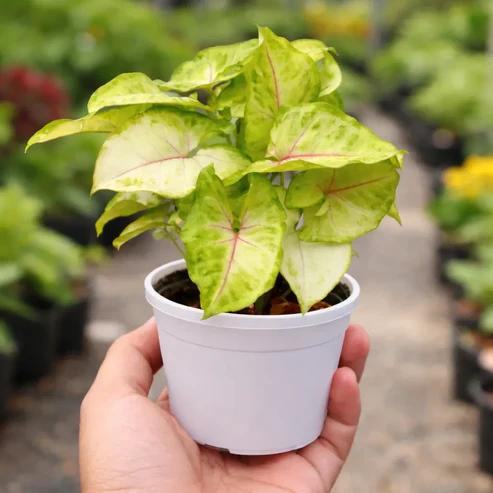 Syngonium Golden